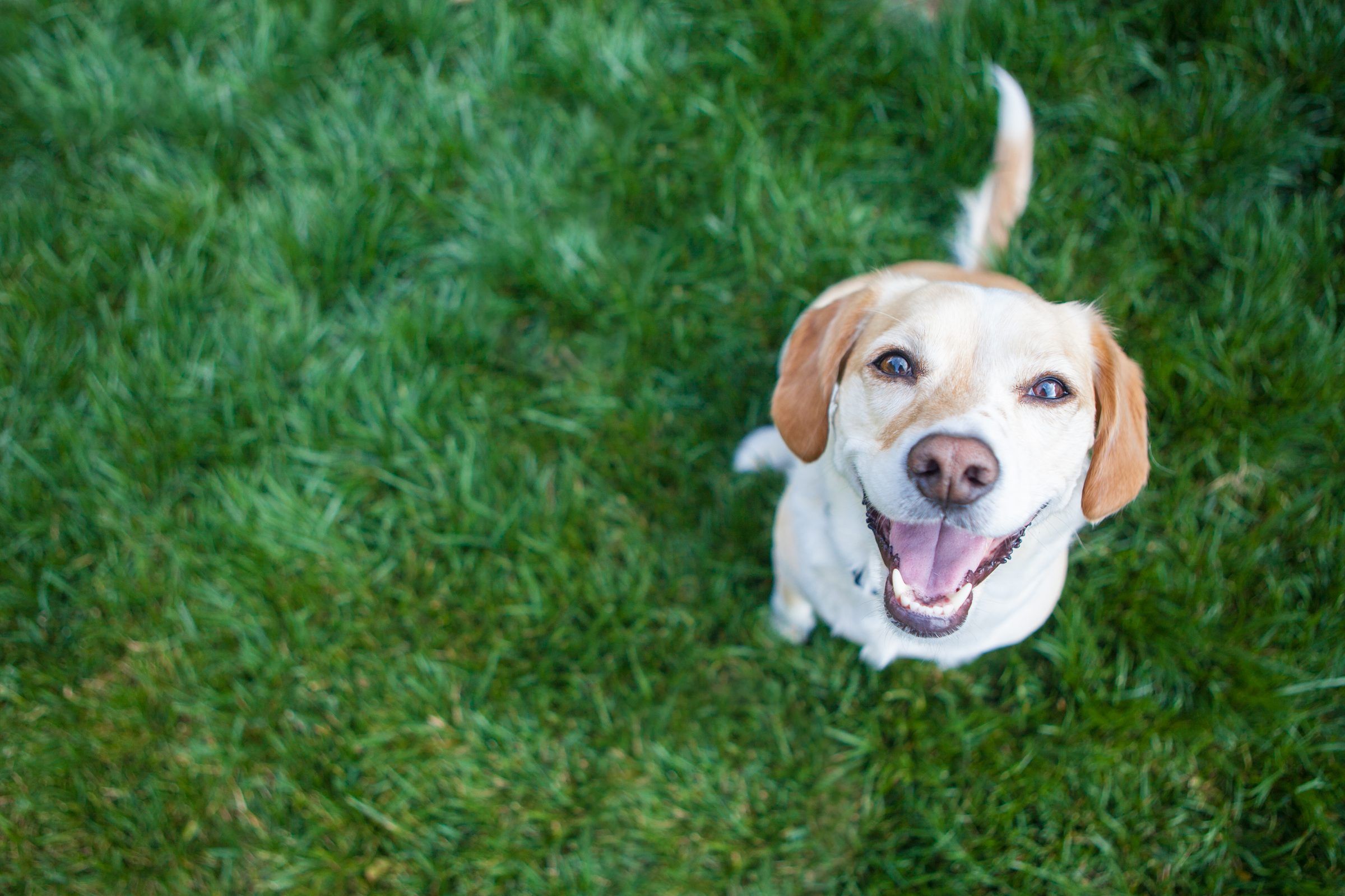 Un beagle sonriente mira hacia arriba desde el césped