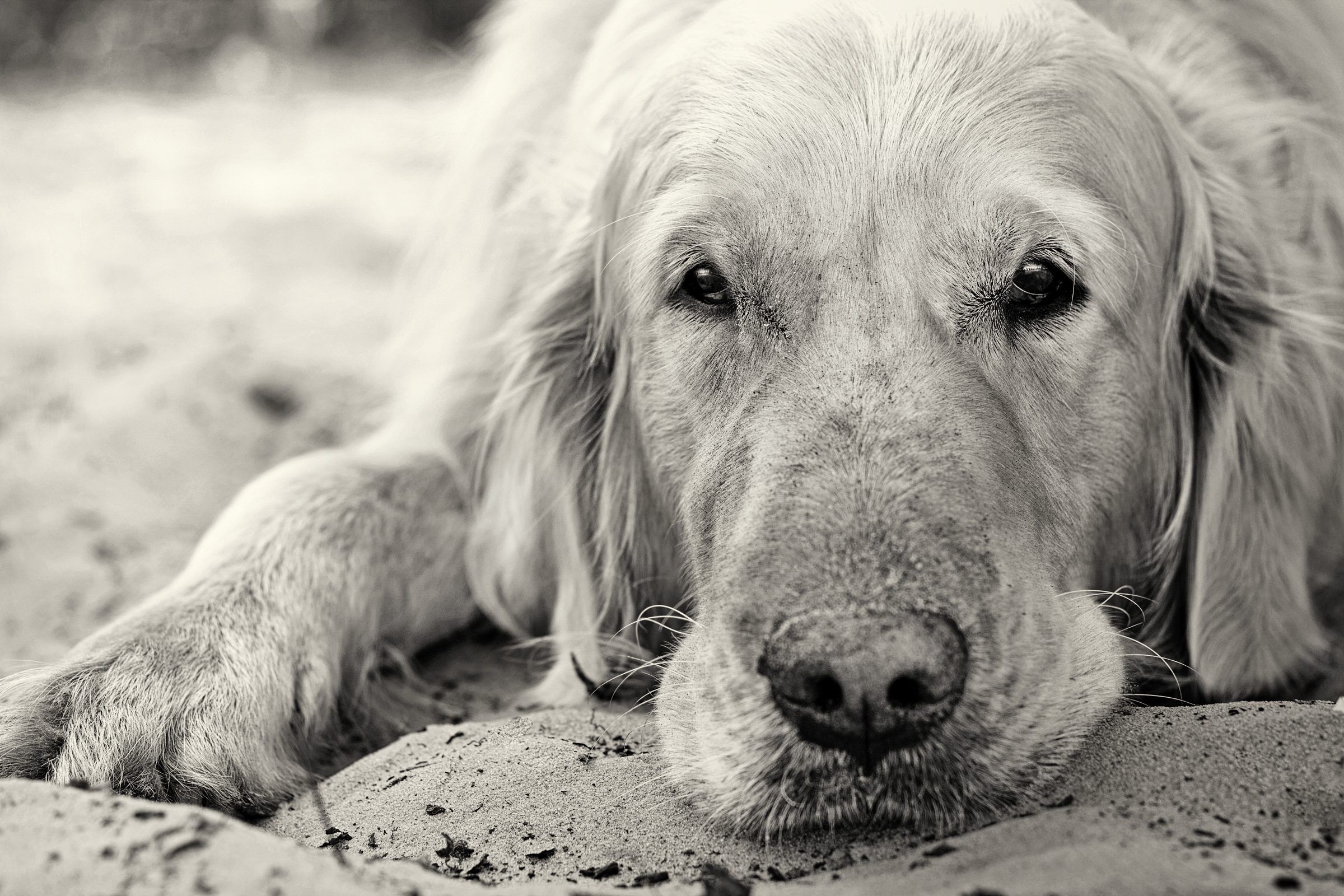 Un golden retriever tumbado mira a cámara, en blanco y negro