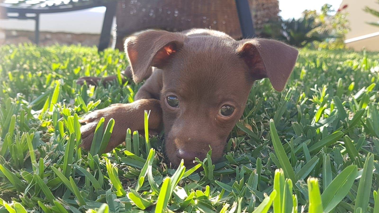 Cachorro marrón entre la hierba