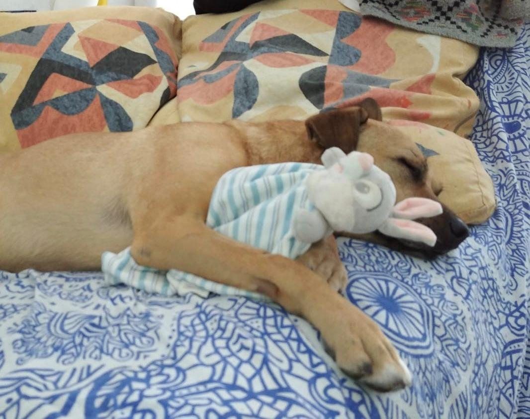 Cachorro durmiendo abrazado a un peluche