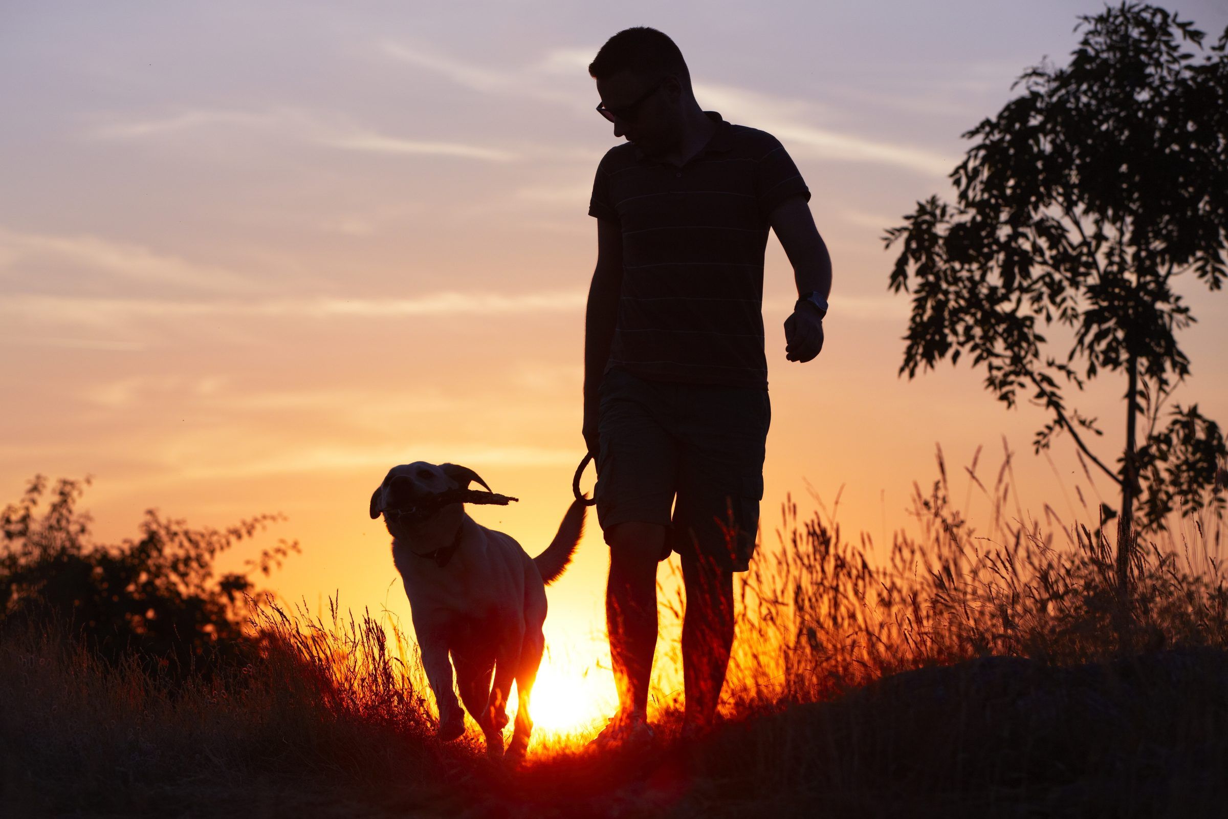 Un hombre pasea a su perro al atardecer