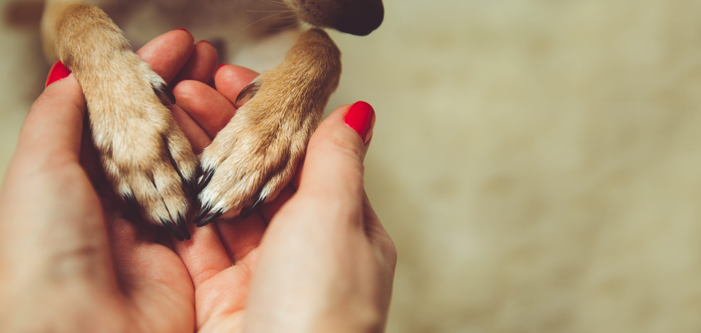 Las patas de un perro apoyadas sobre las manos de una persona