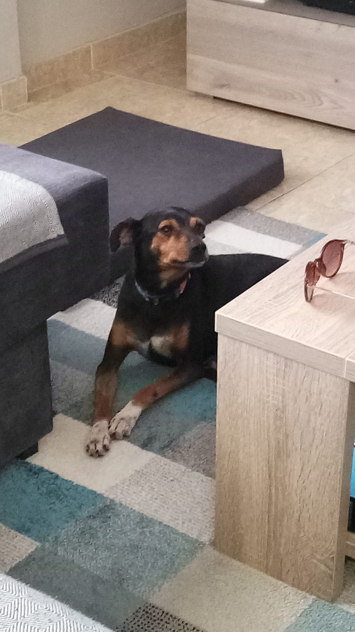 Perro de pelo corto negro y fuego en un salón