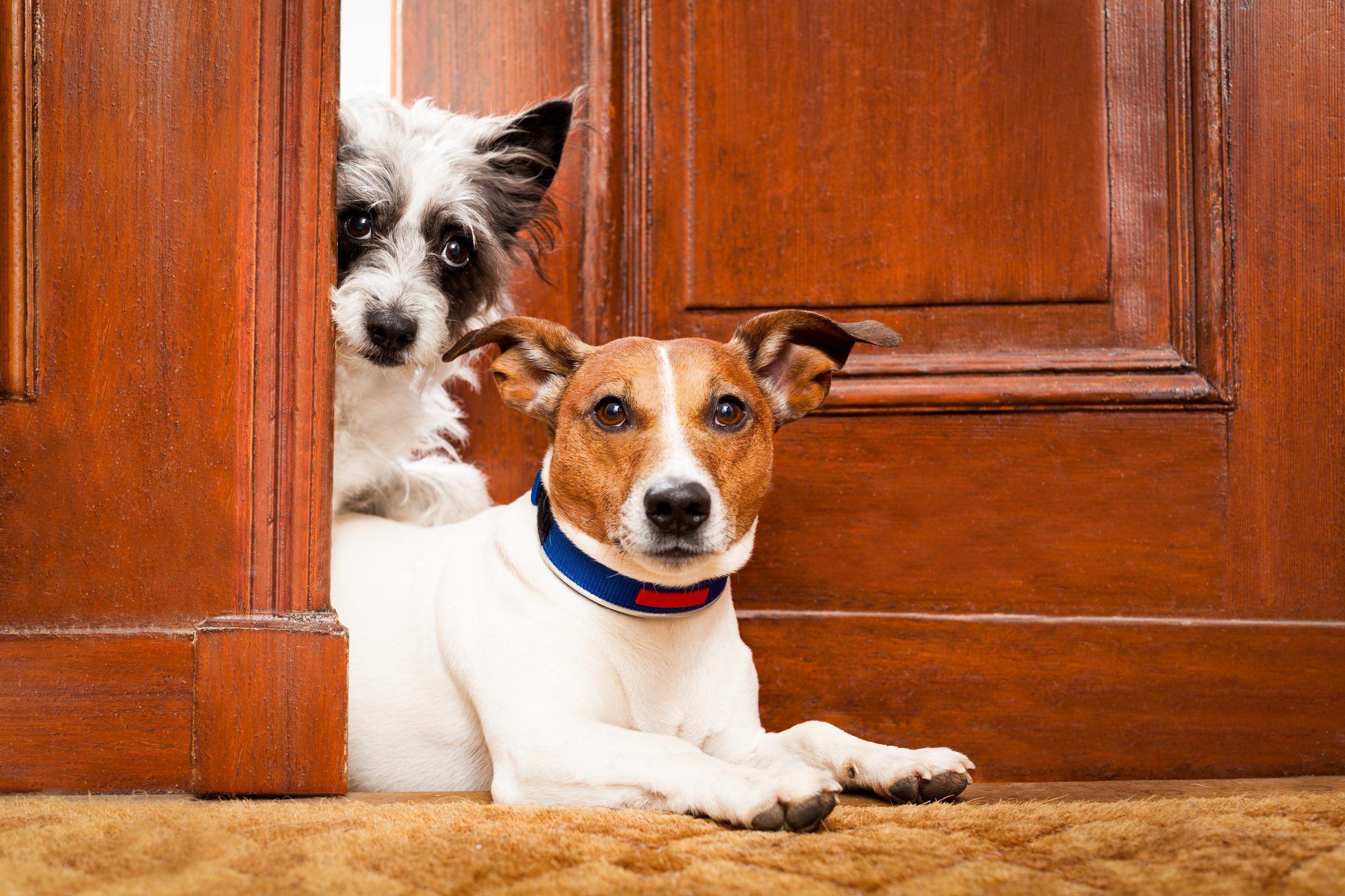 Dos perros tumbados junto a una puerta de madera
