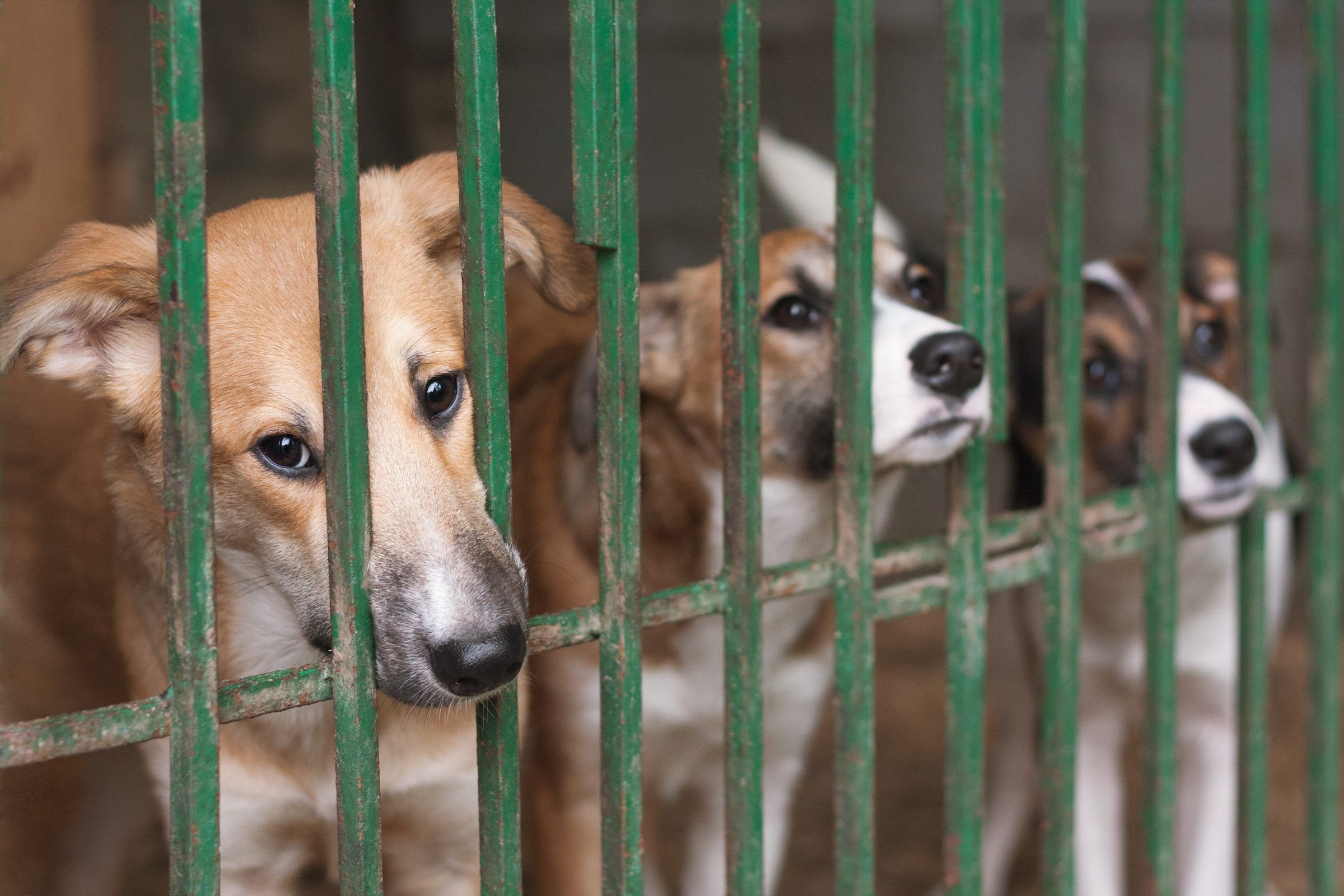 Varios perros asoman el hocico entre los barrotes de una reja verde