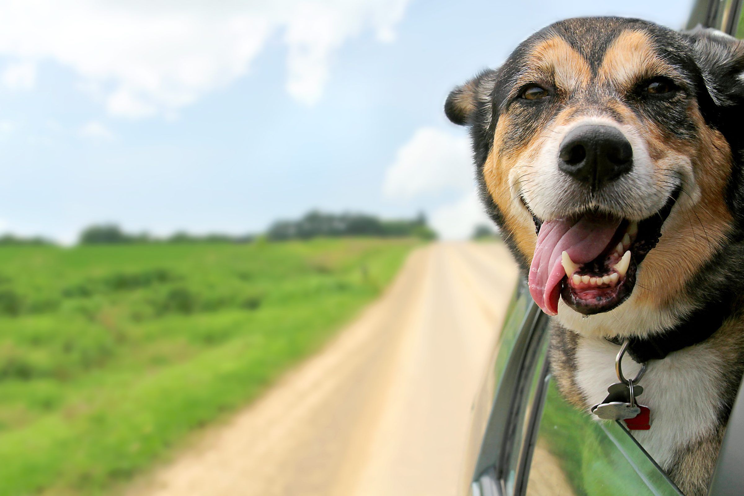 Un perro sonriente asoma la cabeza por la ventanilla de un coche en un camino rural
